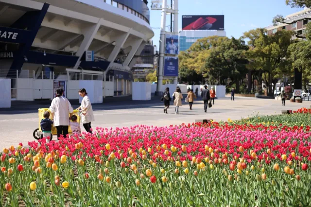 横浜市内では山手公園の次に古い西洋公園でチューリップの咲く「横浜公園」を横浜観光スポットとしてご紹介します。