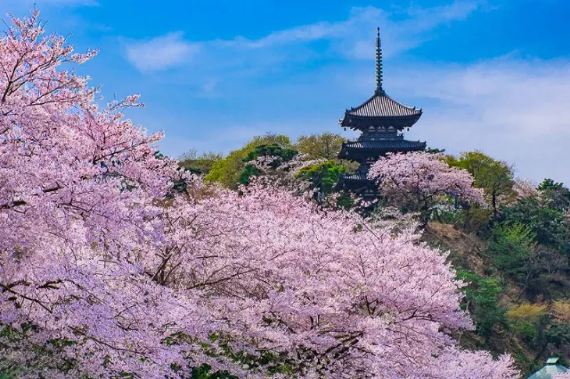 横浜を代表する日本庭園「三溪園」を横浜観光スポットとしてご紹介します。